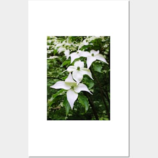 Pointed Dogwood Blossom Posters and Art